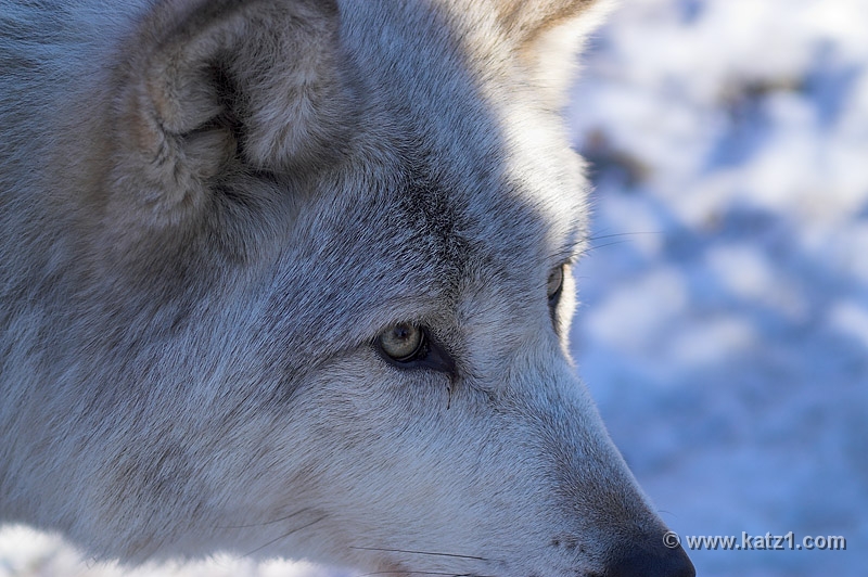Arctic Wolf 061
